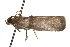  ( - TAMUICEGR-0562)  @12 [ ] CreativeCommons - Attribution (2010) CBG Photography Group Centre for Biodiversity Genomics
