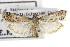  ( - TAMUICEGR-0565)  @11 [ ] CreativeCommons - Attribution (2010) CBG Photography Group Centre for Biodiversity Genomics