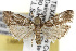  ( - TAMUICEGR-0569)  @14 [ ] CreativeCommons - Attribution (2010) CBG Photography Group Centre for Biodiversity Genomics