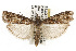  ( - TAMUICEGR-0576)  @15 [ ] CreativeCommons - Attribution (2010) CBG Photography Group Centre for Biodiversity Genomics