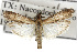  ( - TAMUICEGR-0586)  @14 [ ] CreativeCommons - Attribution (2010) CBG Photography Group Centre for Biodiversity Genomics