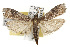  ( - TAMUICEGR-0602)  @14 [ ] CreativeCommons - Attribution (2010) CBG Photography Group Centre for Biodiversity Genomics