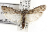  ( - TAMUICEGR-0607)  @15 [ ] CreativeCommons - Attribution (2010) CBG Photography Group Centre for Biodiversity Genomics