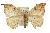  ( - TAMUICEGR-0653)  @13 [ ] CreativeCommons - Attribution (2010) CBG Photography Group Centre for Biodiversity Genomics