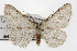  ( - TAMUICEGR-0668)  @14 [ ] CreativeCommons - Attribution (2010) CBG Photography Group Centre for Biodiversity Genomics