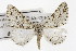  ( - TAMUICEGR-0679)  @14 [ ] CreativeCommons - Attribution (2010) CBG Photography Group Centre for Biodiversity Genomics