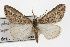  (Carphoides - TAMUICEGR-0683)  @15 [ ] CreativeCommons - Attribution (2010) CBG Photography Group Centre for Biodiversity Genomics