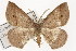  ( - TAMUICEGR-0695)  @14 [ ] CreativeCommons - Attribution (2010) CBG Photography Group Centre for Biodiversity Genomics