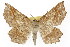  (Euchlaena pectinaria - TAMUICEGR-0704)  @15 [ ] CreativeCommons - Attribution (2010) CBG Photography Group Centre for Biodiversity Genomics
