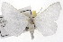  ( - TAMUICEGR-0708)  @15 [ ] CreativeCommons - Attribution (2010) CBG Photography Group Centre for Biodiversity Genomics