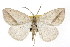  ( - TAMUICEGR-0713)  @13 [ ] CreativeCommons - Attribution (2010) CBG Photography Group Centre for Biodiversity Genomics
