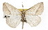  ( - TAMUICEGR-0714)  @13 [ ] CreativeCommons - Attribution (2010) CBG Photography Group Centre for Biodiversity Genomics