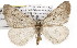  ( - TAMUICEGR-0718)  @15 [ ] CreativeCommons - Attribution (2010) CBG Photography Group Centre for Biodiversity Genomics