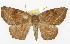 ( - TAMUICEGR-0722)  @14 [ ] CreativeCommons - Attribution (2010) CBG Photography Group Centre for Biodiversity Genomics