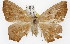  ( - TAMUICEGR-0725)  @14 [ ] CreativeCommons - Attribution (2010) CBG Photography Group Centre for Biodiversity Genomics