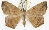  ( - TAMUICEGR-0726)  @11 [ ] CreativeCommons - Attribution (2010) CBG Photography Group Centre for Biodiversity Genomics
