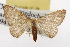  ( - TAMUICEGR-0736)  @11 [ ] CreativeCommons - Attribution (2010) CBG Photography Group Centre for Biodiversity Genomics
