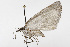  ( - TAMUICEGR-0739)  @13 [ ] CreativeCommons - Attribution (2010) CBG Photography Group Centre for Biodiversity Genomics