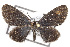  (Eutrepsia - TAMUICEGR-0741)  @14 [ ] CreativeCommons - Attribution (2010) CBG Photography Group Centre for Biodiversity Genomics