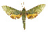 ( - TAMUICEGR-0775)  @13 [ ] CreativeCommons - Attribution (2010) CBG Photography Group Centre for Biodiversity Genomics