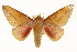  (Syssphinx bisecta - TAMUICEGR-0788)  @15 [ ] CreativeCommons - Attribution (2010) CBG Photography Group Centre for Biodiversity Genomics