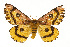  ( - TAMUICEGR-0795)  @14 [ ] CreativeCommons - Attribution (2010) CBG Photography Group Centre for Biodiversity Genomics