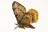  ( - TAMUICEGR-0800)  @12 [ ] CreativeCommons - Attribution (2010) CBG Photography Group Centre for Biodiversity Genomics