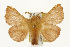  (Malacosoma disstria - TAMUICEGR-0828)  @15 [ ] CreativeCommons - Attribution (2010) CBG Photography Group Centre for Biodiversity Genomics