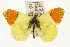  (Anthocharis belia - TAMUICEGR-0830)  @11 [ ] CreativeCommons - Attribution (2010) CBG Photography Group Centre for Biodiversity Genomics