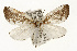  ( - TAMUICEGR-0833)  @11 [ ] CreativeCommons - Attribution (2010) CBG Photography Group Centre for Biodiversity Genomics