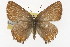  (Callophrys siva - TAMUICEGR-0845)  @11 [ ] CreativeCommons - Attribution (2010) CBG Photography Group Centre for Biodiversity Genomics