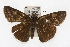  ( - TAMUICEGR-0865)  @14 [ ] CreativeCommons - Attribution (2010) CBG Photography Group Centre for Biodiversity Genomics