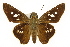  ( - TAMUICEGR-0886)  @14 [ ] CreativeCommons - Attribution (2010) CBG Photography Group Centre for Biodiversity Genomics