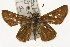  ( - TAMUICEGR-0887)  @11 [ ] CreativeCommons - Attribution (2010) CBG Photography Group Centre for Biodiversity Genomics