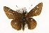  (Atrytonopsis hianna - TAMUICEGR-0890)  @11 [ ] CreativeCommons - Attribution (2010) CBG Photography Group Centre for Biodiversity Genomics