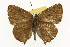  ( - TAMUICEGR-0927)  @11 [ ] CreativeCommons - Attribution (2010) CBG Photography Group Centre for Biodiversity Genomics