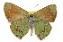  (Callophrys affinis - TAMUICEGR-0928)  @13 [ ] CreativeCommons - Attribution (2010) CBG Photography Group Centre for Biodiversity Genomics