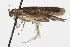  (Chionodes altor - TAMUICEGR-0947)  @13 [ ] CreativeCommons - Attribution (2010) CBG Photography Group Centre for Biodiversity Genomics