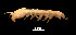  ( - ECOSUR-C1163)  @11 [ ] CreativeCommons - Attribution (2015) Jani Jarquin El Colegio de la Frontera Sur