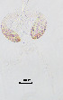  (Krenopelopia sp. 1XL - XJ108)  @11 [ ] CreativeCommons - Attribution Non-Commercial Share-Alike (2020) Xiaolong Lin College of Life Sciences, Nankai Unviersity