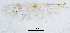 (Tanypus sp. 1XL - sun138)  @11 [ ] CreativeCommons - Attribution Non-Commercial Share-Alike (2020) Xiaolong Lin College of Life Sciences, Nankai Unviersity