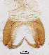  (Saetheromyia - sun162)  @11 [ ] CreativeCommons - Attribution Non-Commercial Share-Alike (2020) Xiaolong Lin College of Life Sciences, Nankai Unviersity