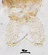  (Denopelopia sp. 2XL - sun188)  @11 [ ] CreativeCommons - Attribution Non-Commercial Share-Alike (2020) Xiaolong Lin College of Life Sciences, Nankai Unviersity