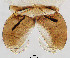  (Tanypus chinensis - sun292)  @11 [ ] CreativeCommons - Attribution Non-Commercial Share-Alike (2020) Xiaolong Lin College of Life Sciences, Nankai Unviersity