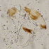  ( - sun329)  @11 [ ] CreativeCommons - Attribution Non-Commercial Share-Alike (2020) Xiaolong Lin College of Life Sciences, Nankai Unviersity