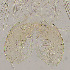 ( - sun384)  @11 [ ] CreativeCommons - Attribution Non-Commercial Share-Alike (2020) Xiaolong Lin College of Life Sciences, Nankai Unviersity