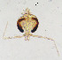  (Denopelopia sp. 1XL - sun402)  @11 [ ] CreativeCommons - Attribution Non-Commercial Share-Alike (2020) Xiaolong Lin College of Life Sciences, Nankai Unviersity