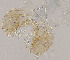  ( - sun83)  @12 [ ] CreativeCommons - Attribution Non-Commercial (2020) Xiaolong Lin Nankai University, College of Life Sciences