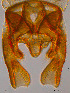  ( - Chir-AK3)  @12 [ ] CreativeCommons - Attribution Non-Commercial Share-Alike (2014) NTNU University Museum, Department of Natural History NTNU University Museum, Department of Natural History