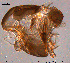  (Tanytarsus fastigatus - FA20-18)  @11 [ ] CreativeCommons - Attribution Non-Commercial Share-Alike (2015) NTNU University Museum, Department of Natural History NTNU University Museum, Department of Natural History